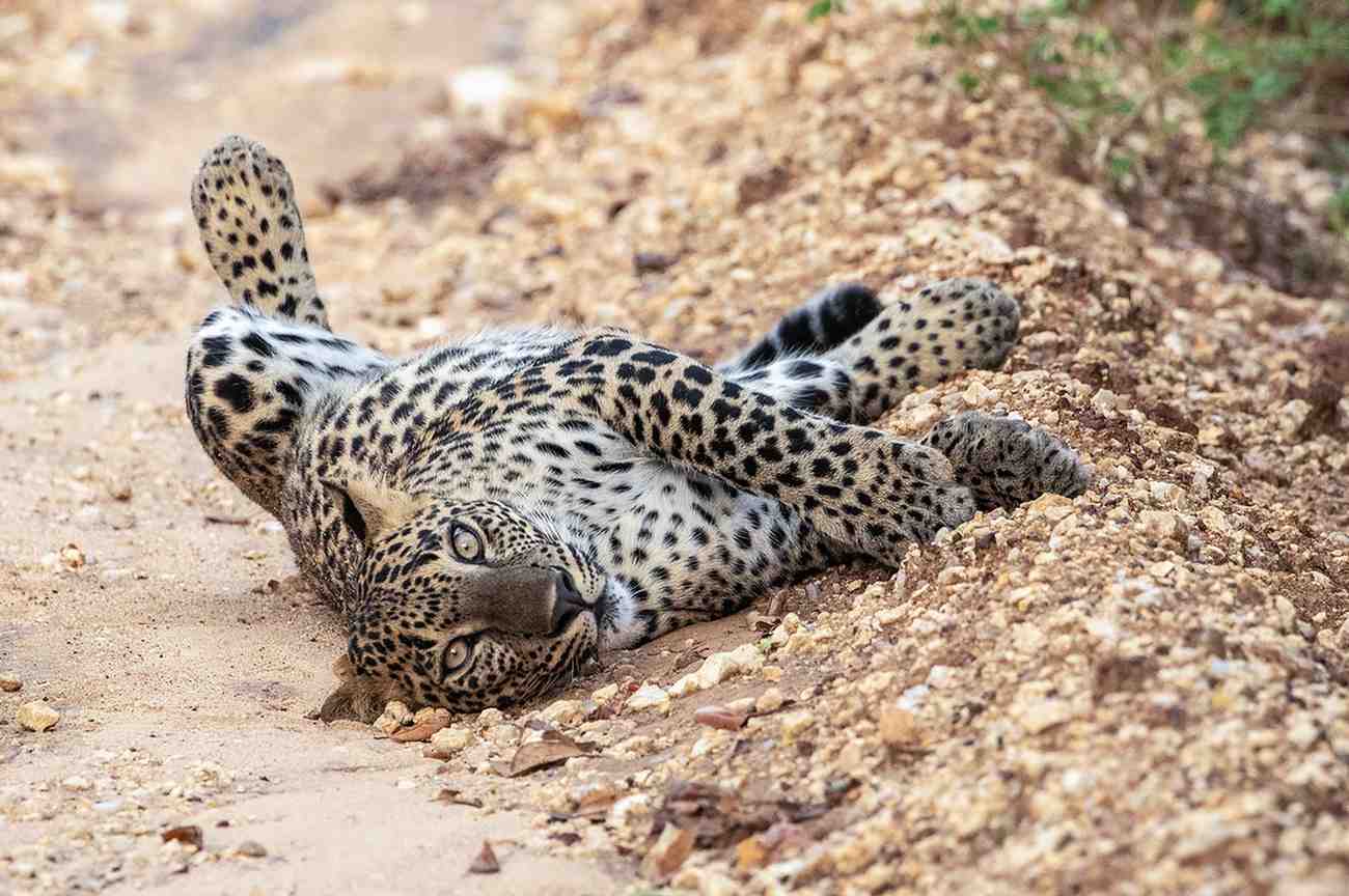 Wild Elephant herd in Udawalawa